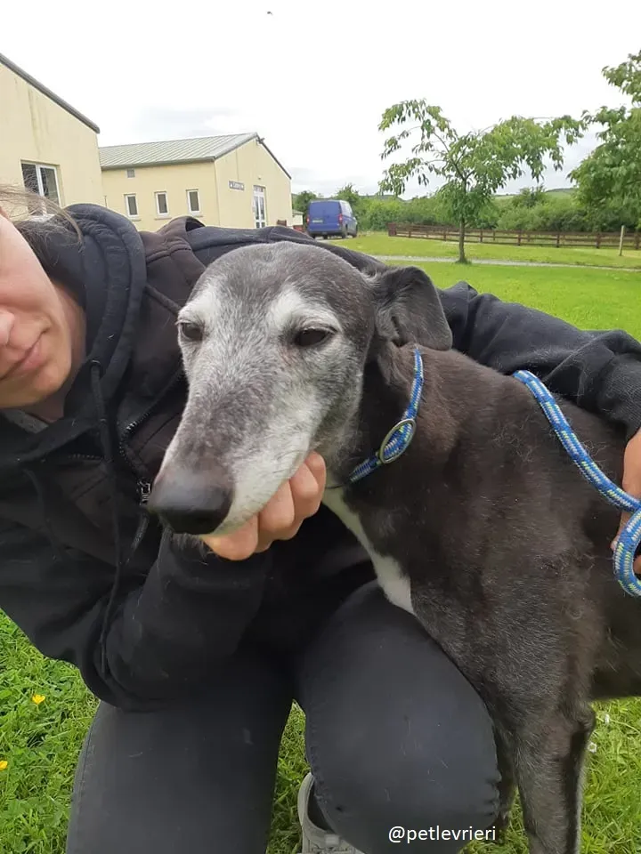 suzane adozione greyhound2