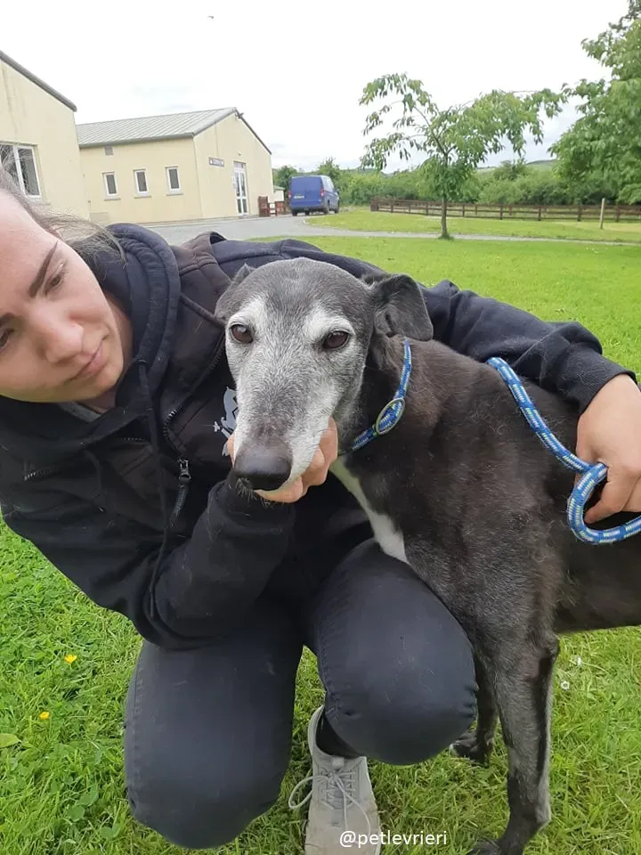 suzane adozione greyhound3