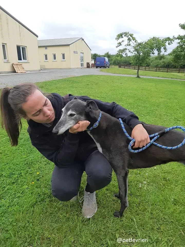 suzane adozione greyhound4