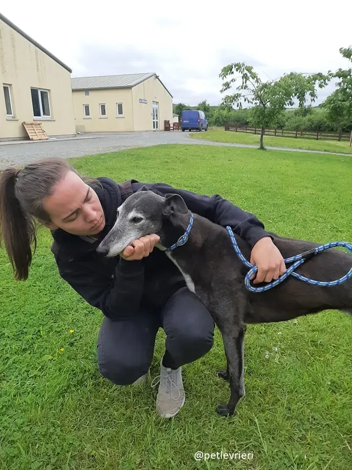 suzane adozione greyhound5