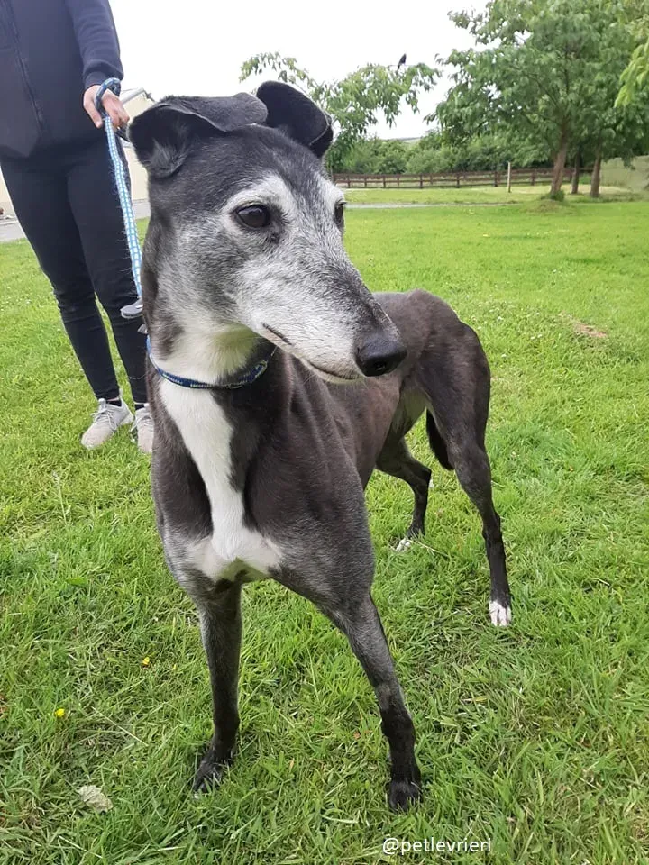 suzane adozione greyhound6