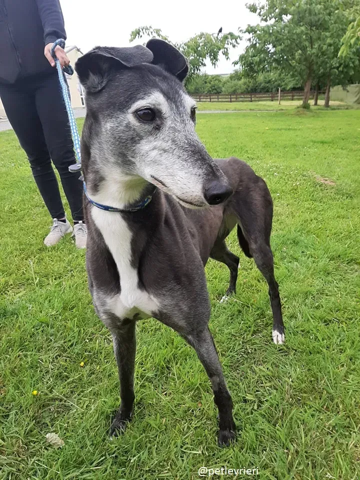 suzane adozione greyhound7jpg