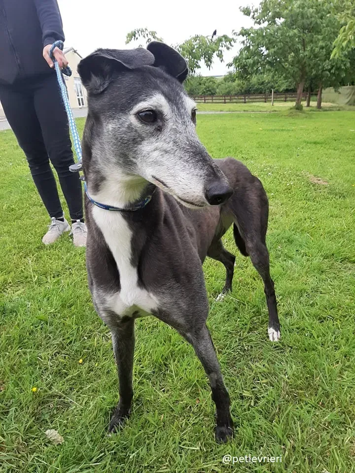 suzane adozione greyhound8