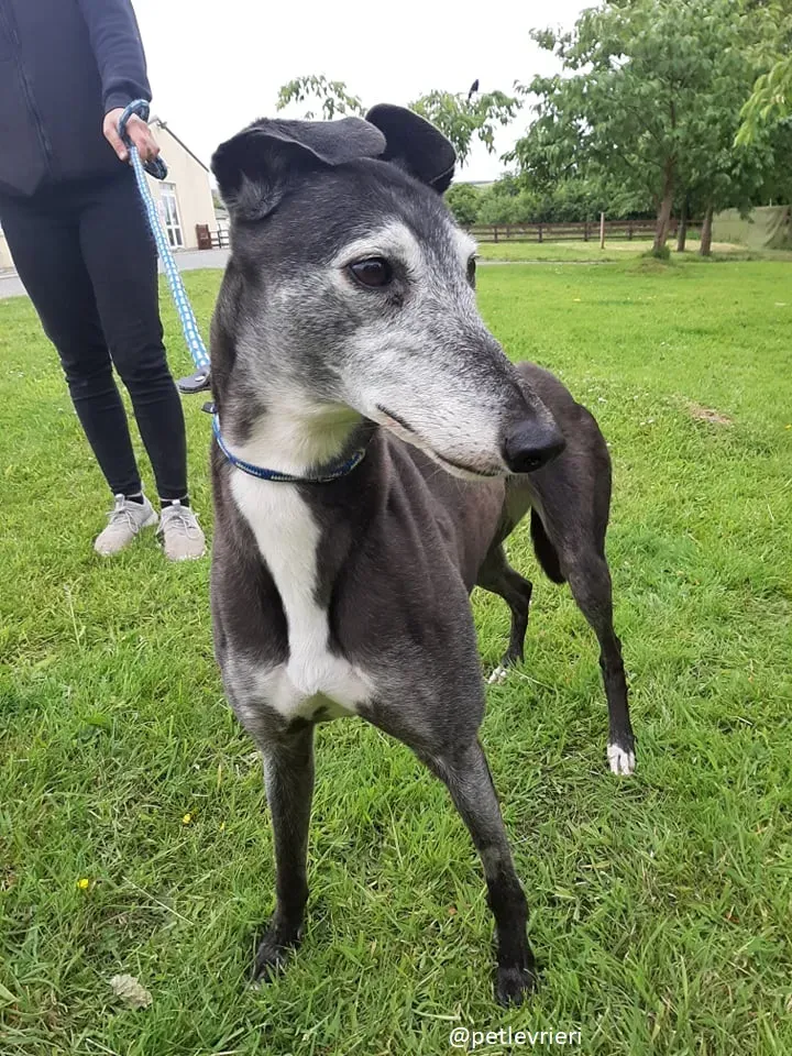 suzane adozione greyhound9