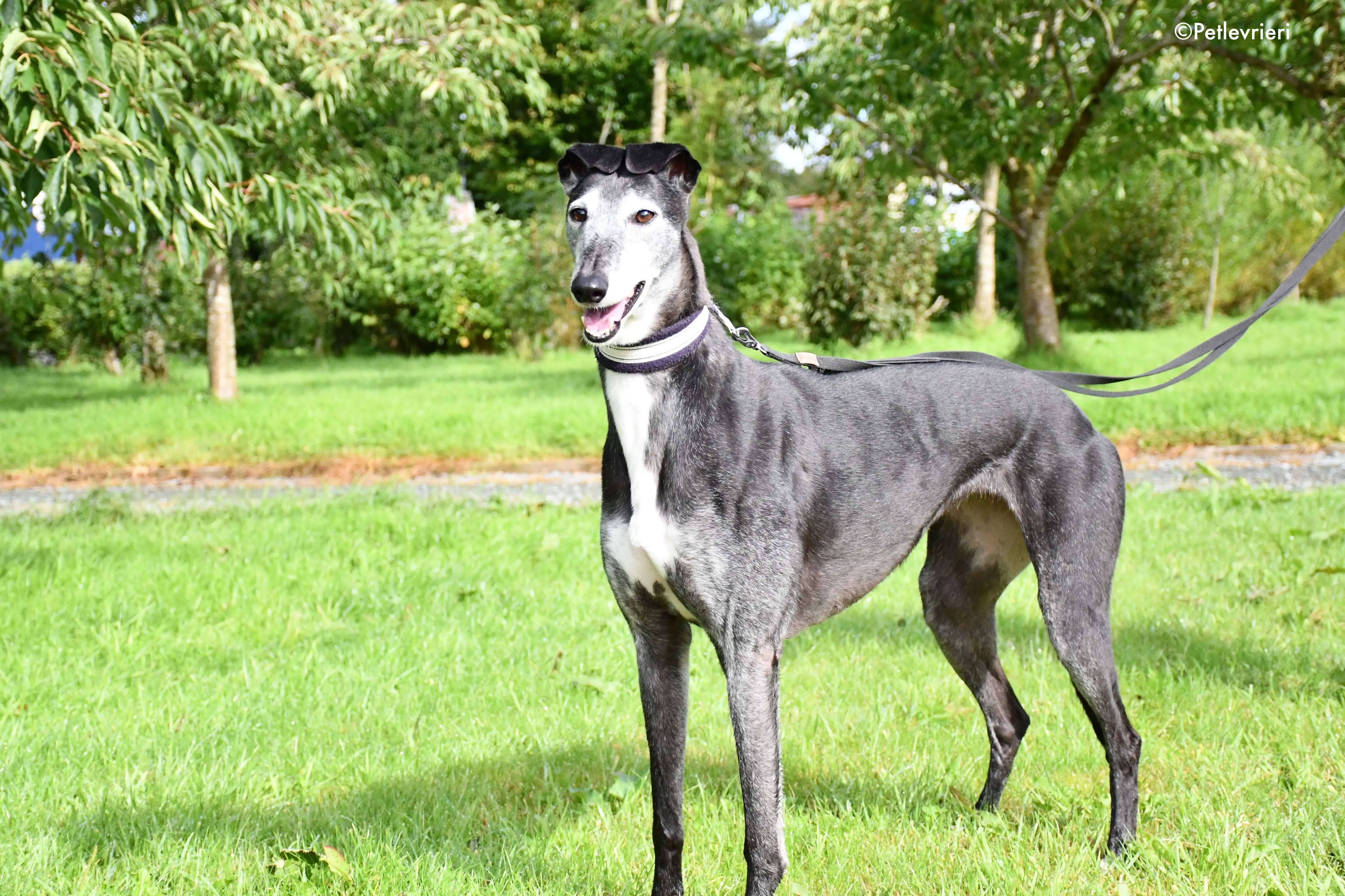 suzane adozione levrieri grehyound 2