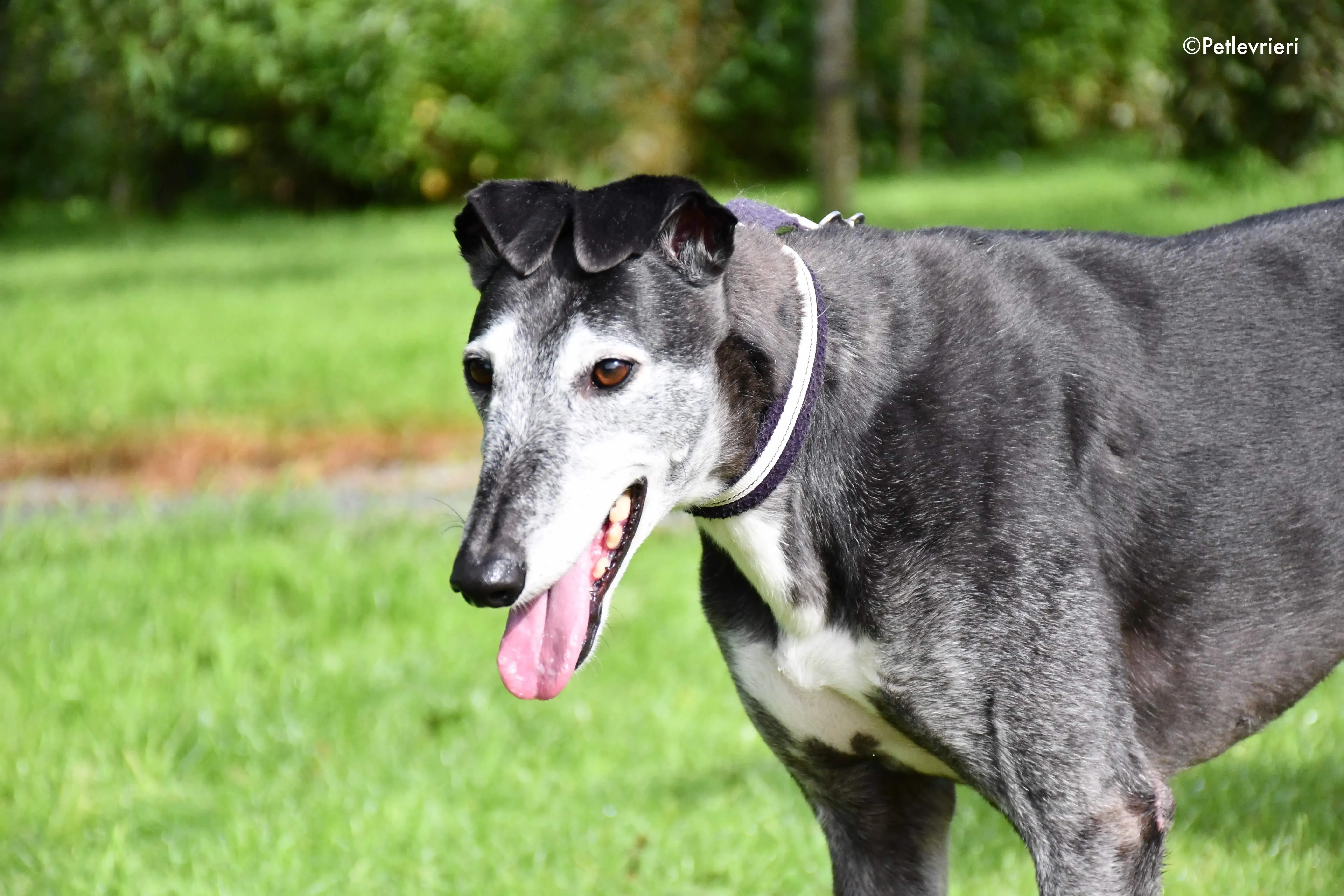 suzane adozione levrieri grehyound 3