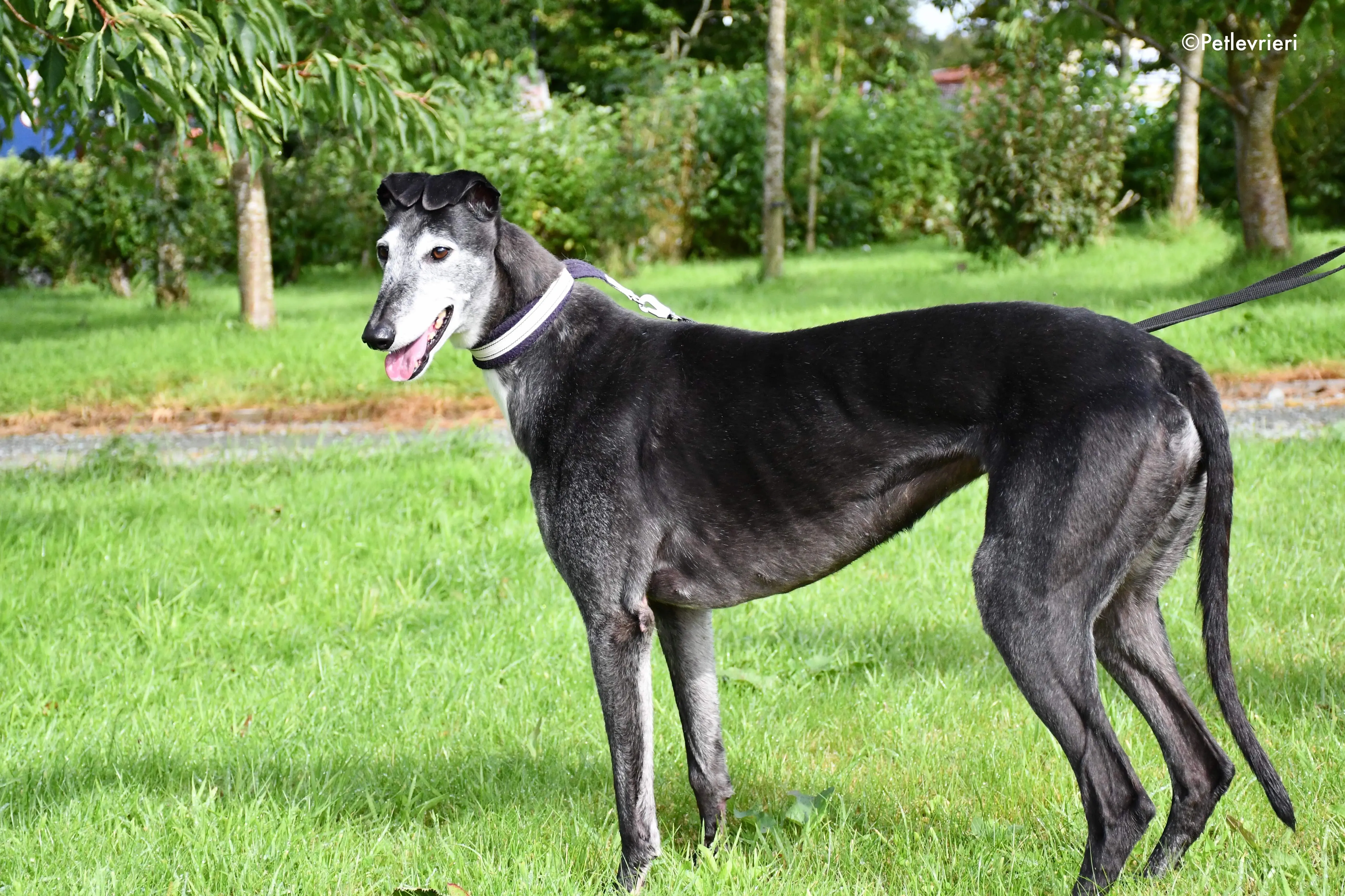 suzane adozione levrieri grehyound 4