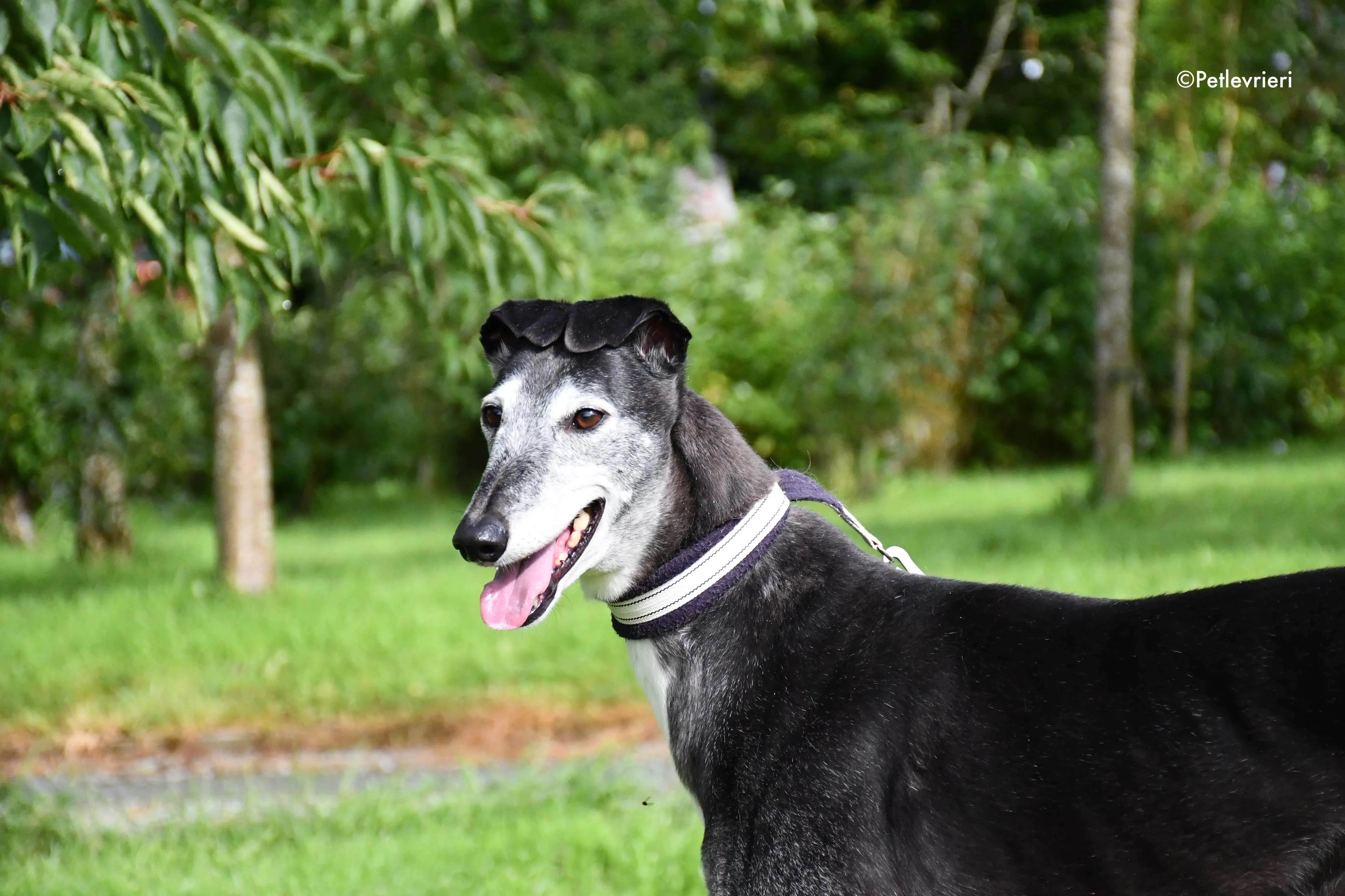 suzane adozione levrieri grehyound 5