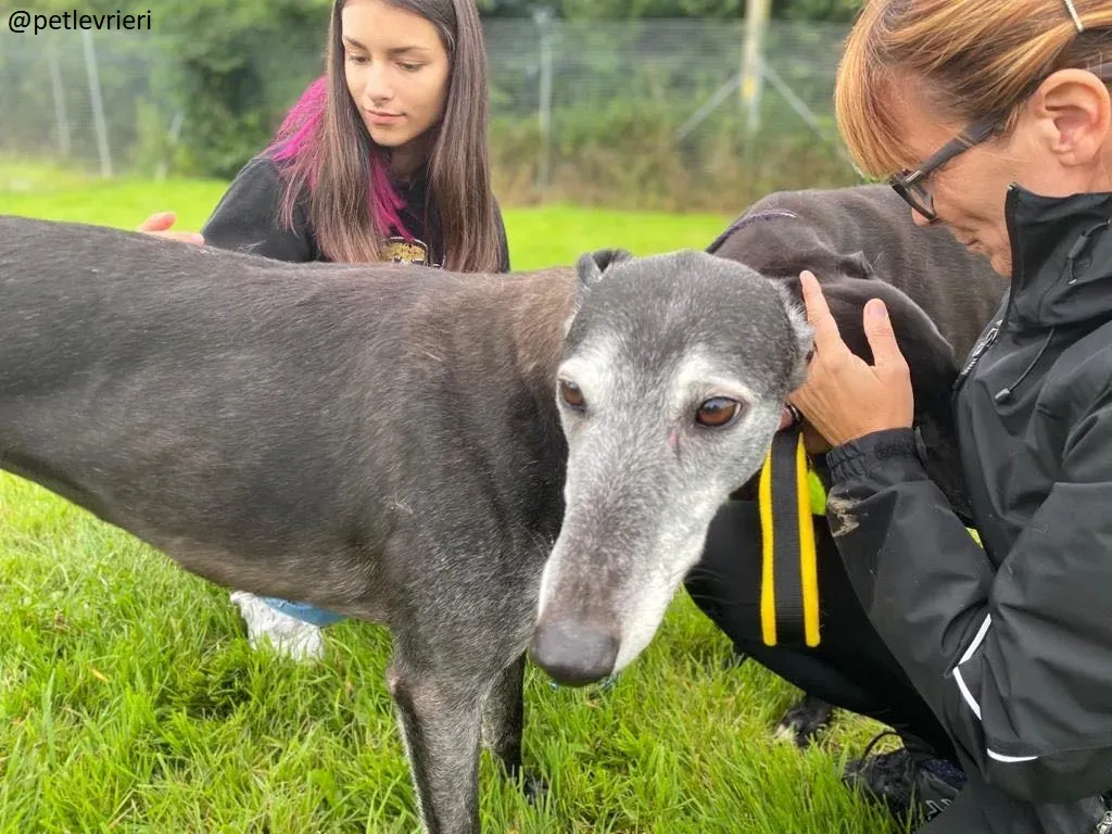 suzanne adozione greyhound 10