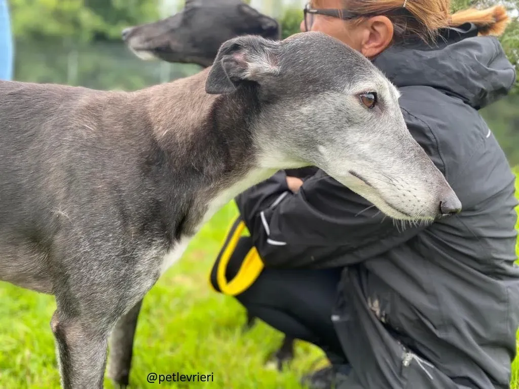 suzanne adozione greyhound 11