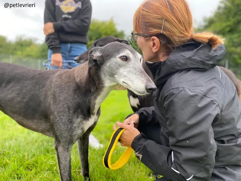 suzanne adozione greyhound 12