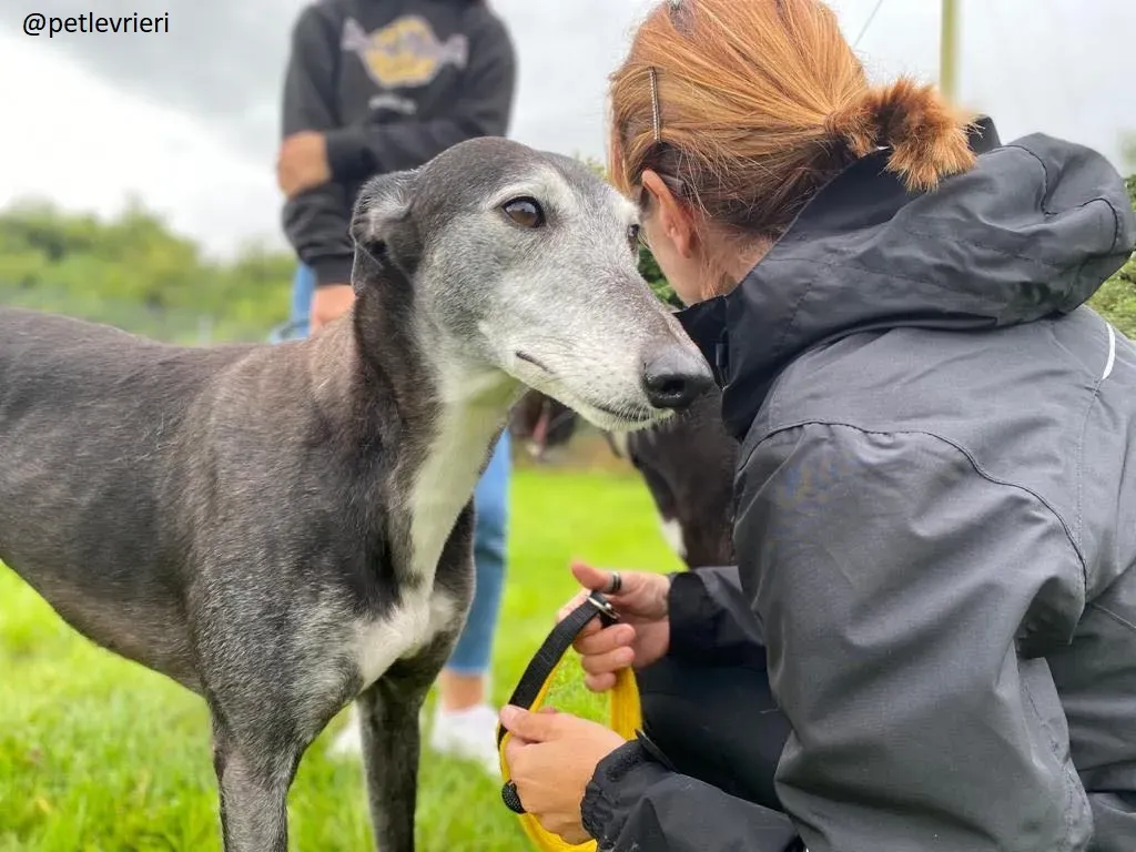 suzanne adozione greyhound 13