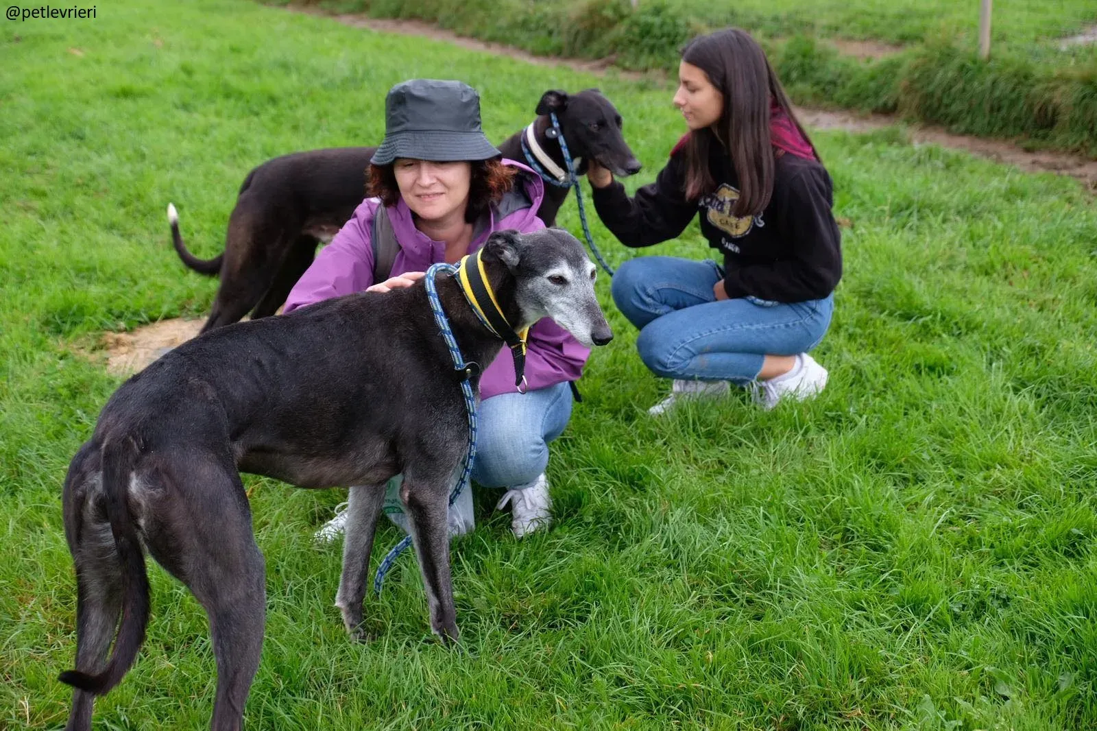 suzanne adozione greyhound 14 1