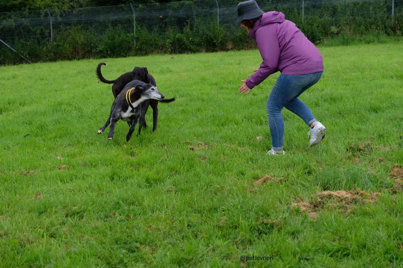 suzanne adozione greyhound 2 1