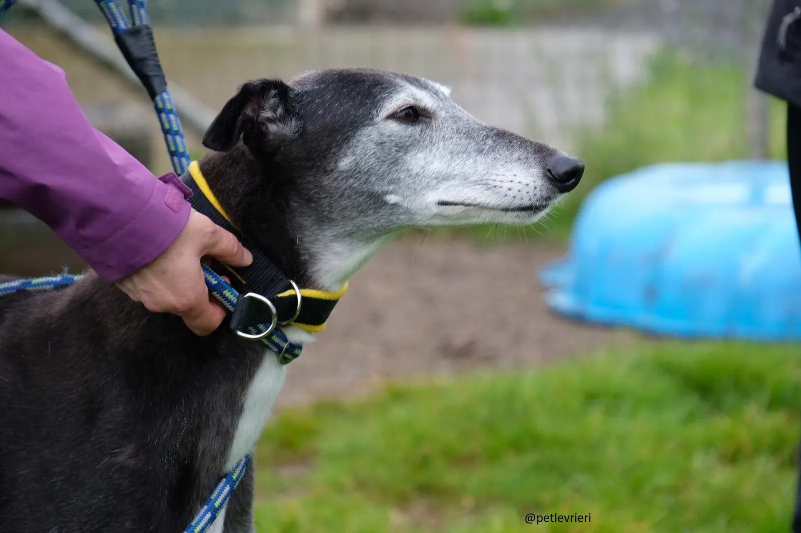 suzanne adozione greyhound 2