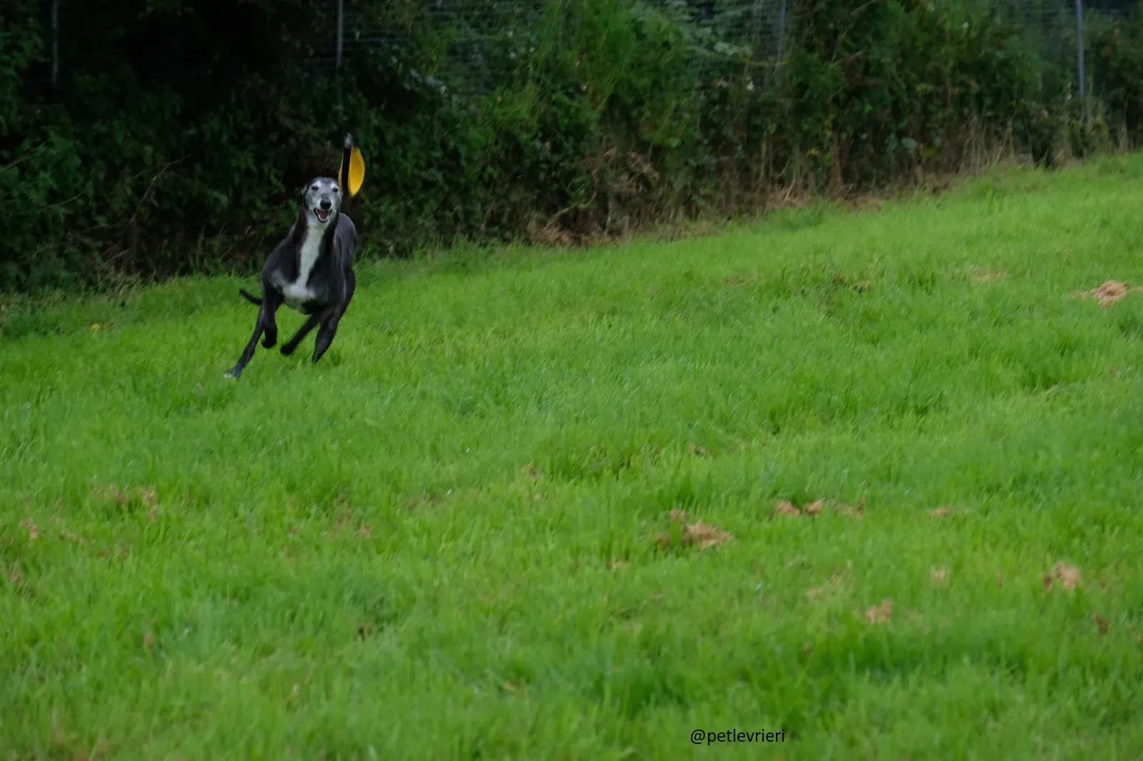 suzanne adozione greyhound 3