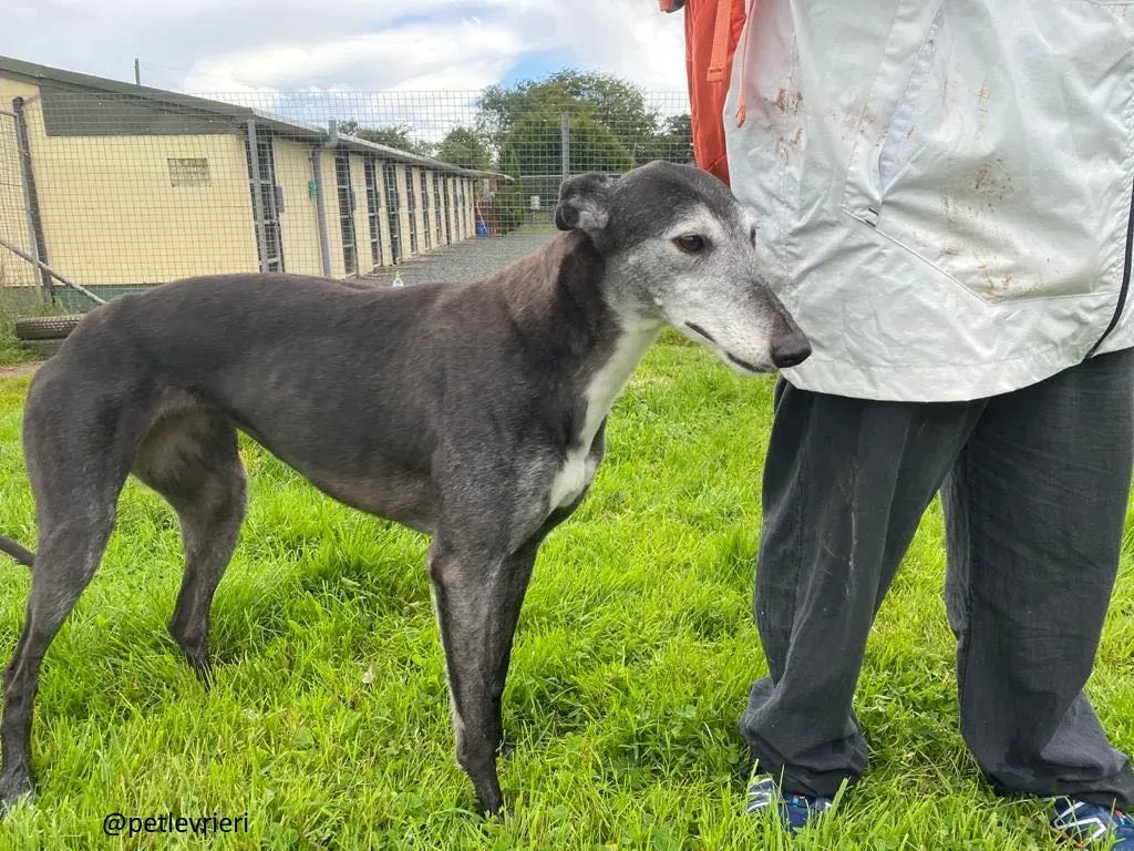 suzanne adozione greyhound 4