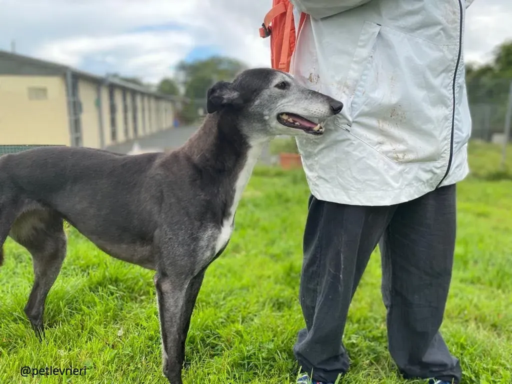 suzanne adozione greyhound 5