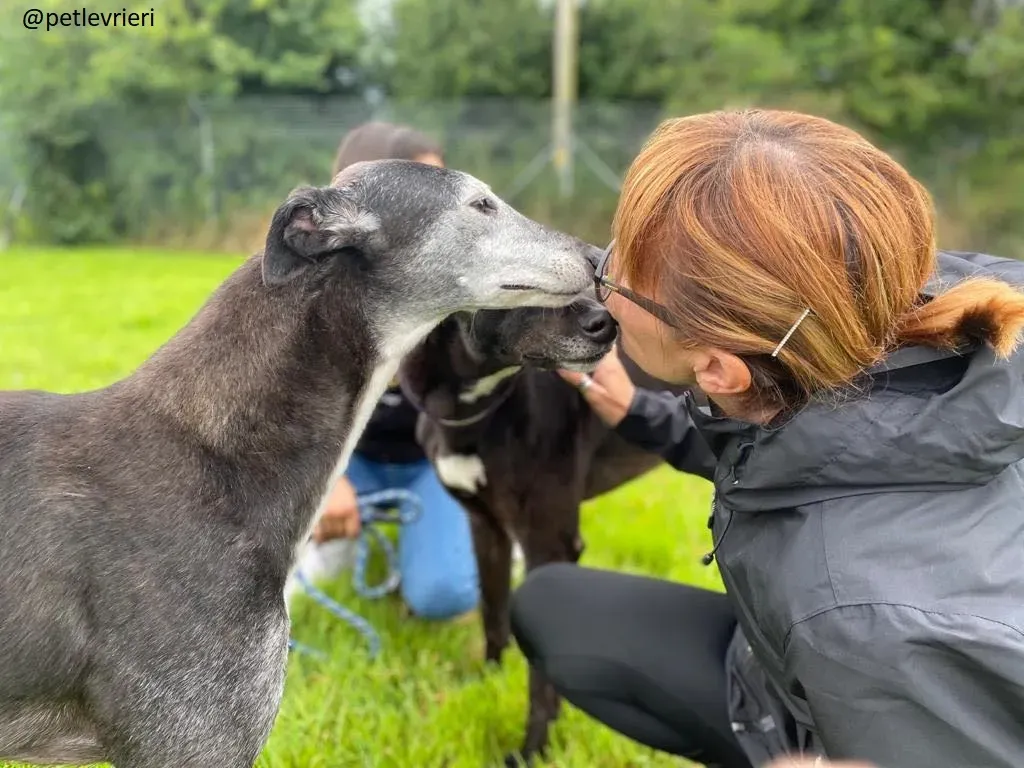 suzanne adozione greyhound 7