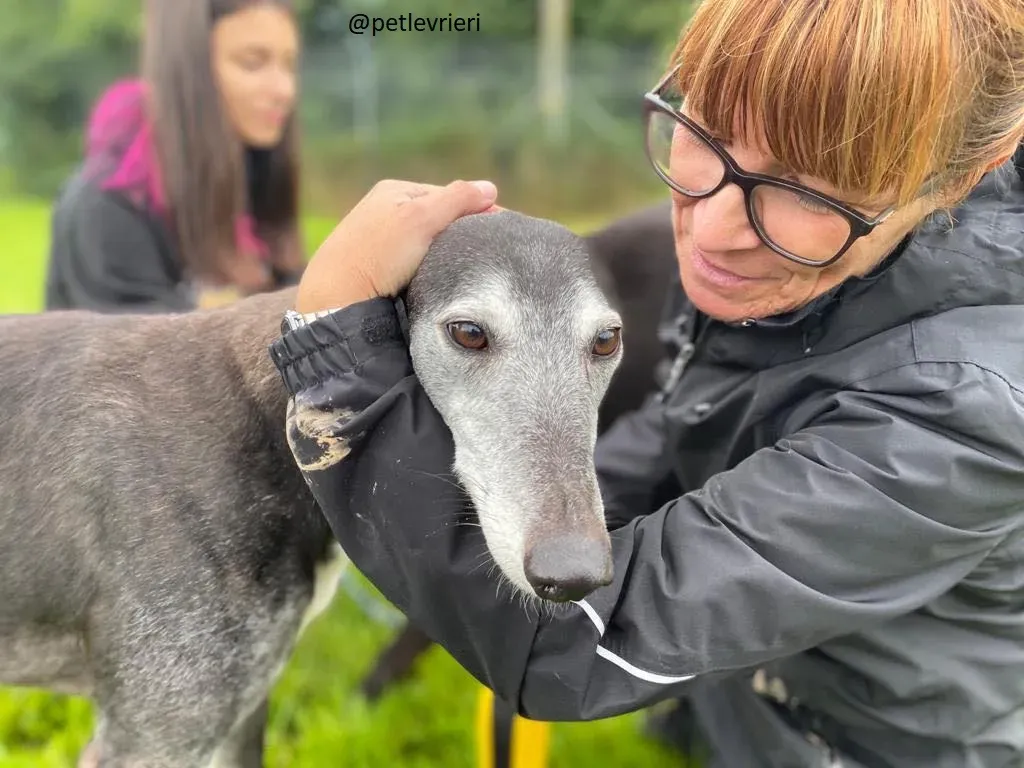 suzanne adozione greyhound 8