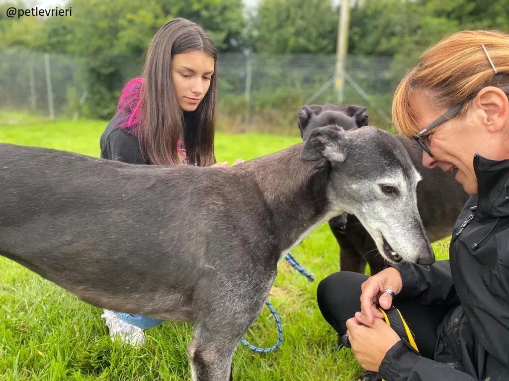 suzanne adozione greyhound 9