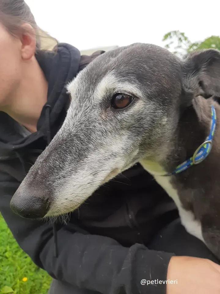 suzanne adozione greyhound