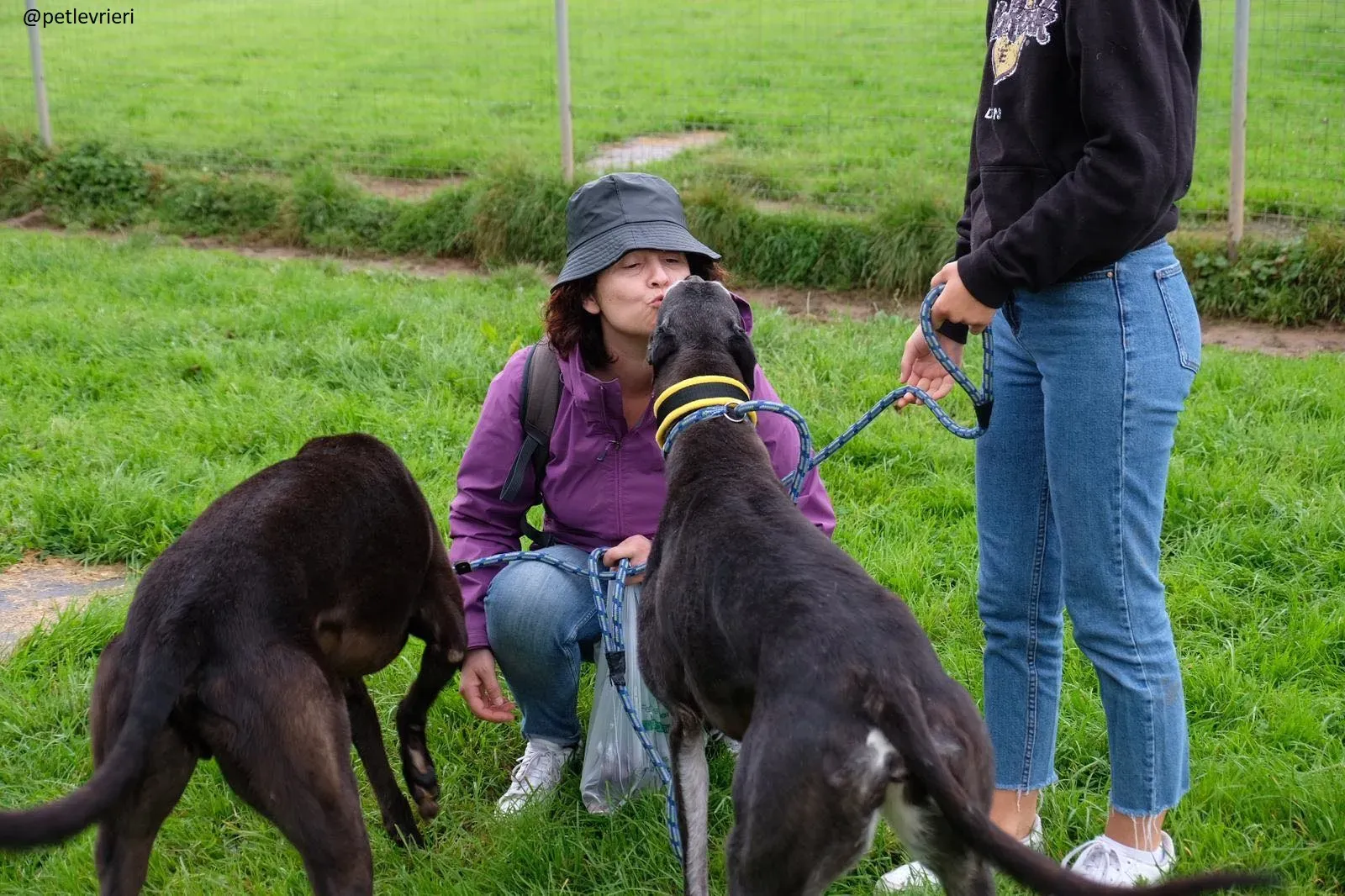 suzanne spud adozione greyhound 1