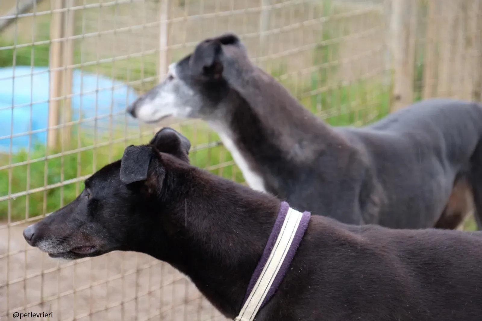 suzanne spud adozione greyhound 2