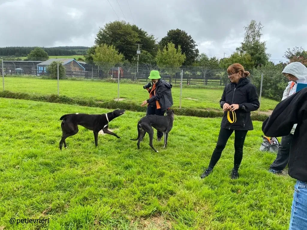 suzanne spud adozione greyhound 3