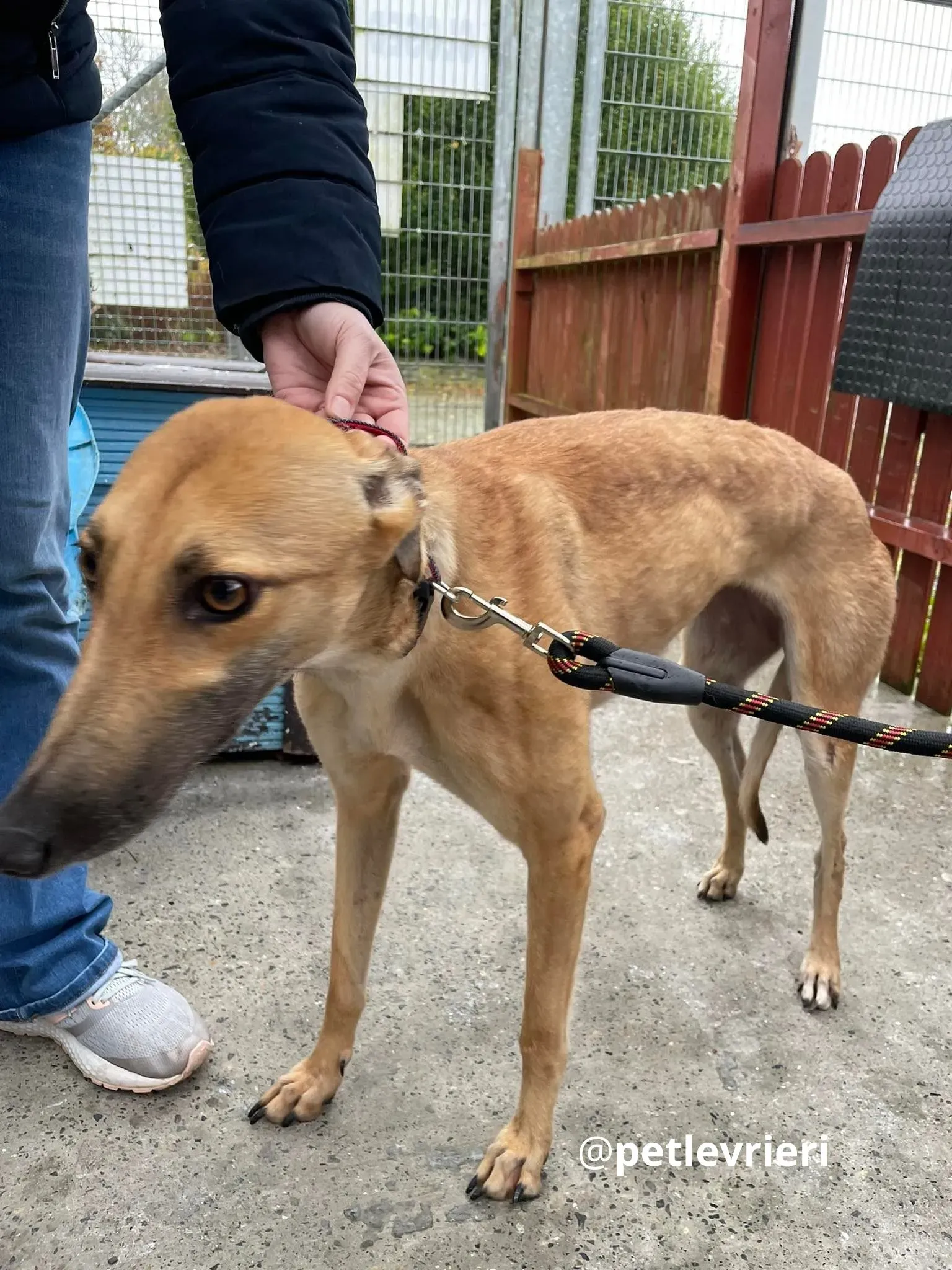 suzie adozione greyhound pet levrieri 12