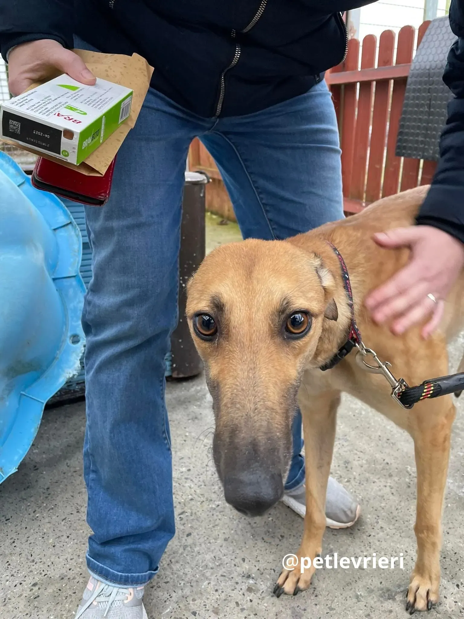 suzie adozione greyhound pet levrieri 15