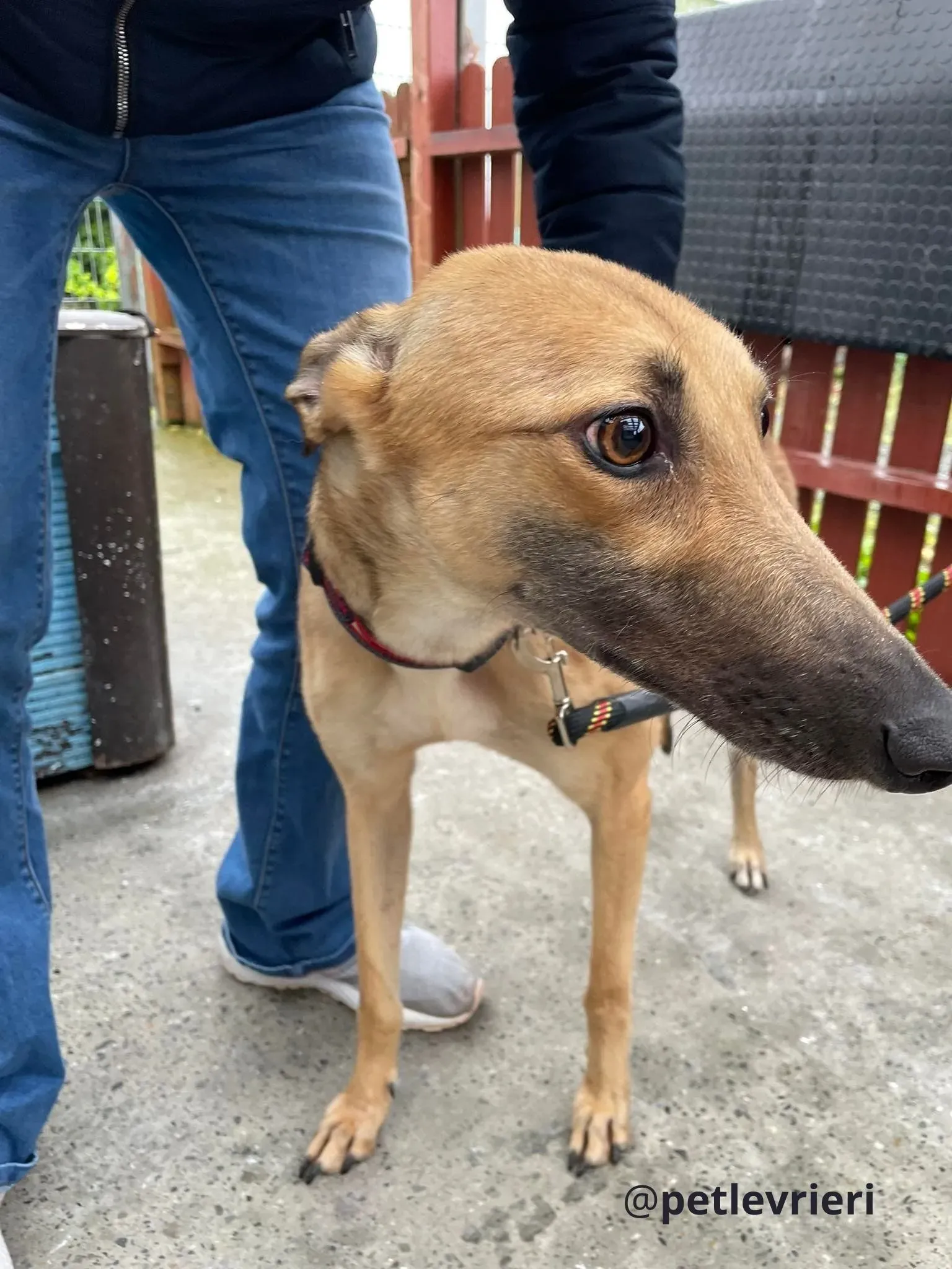 suzie adozione greyhound pet levrieri 2