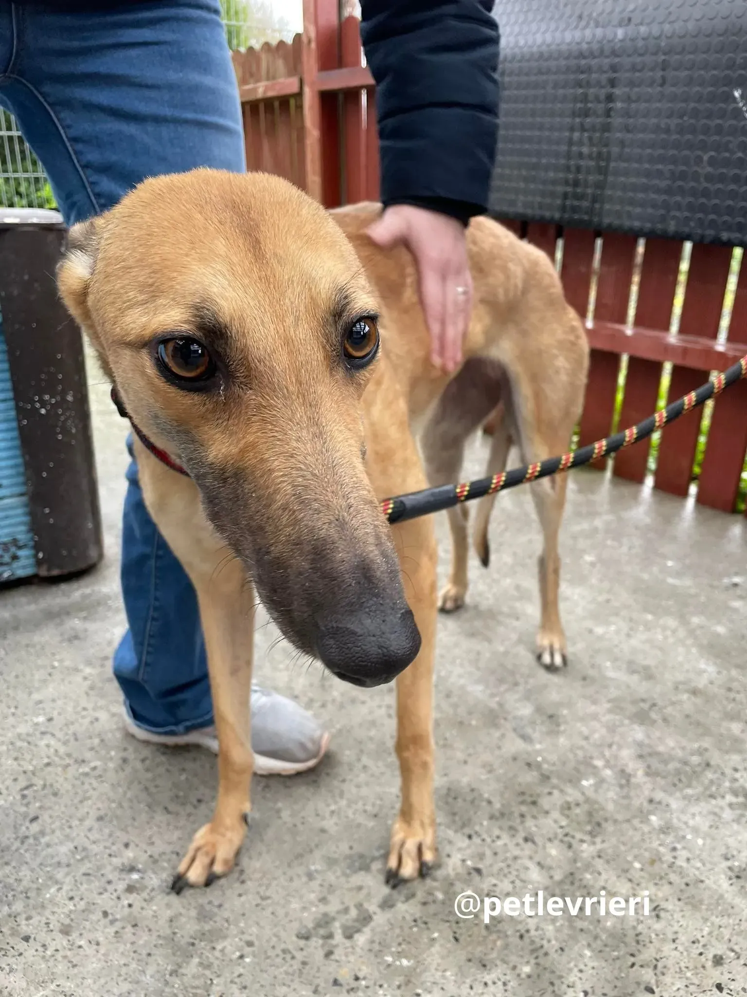 suzie adozione greyhound pet levrieri 22