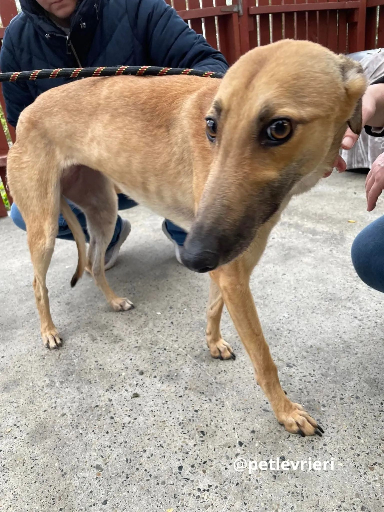 suzie adozione greyhound pet levrieri 24