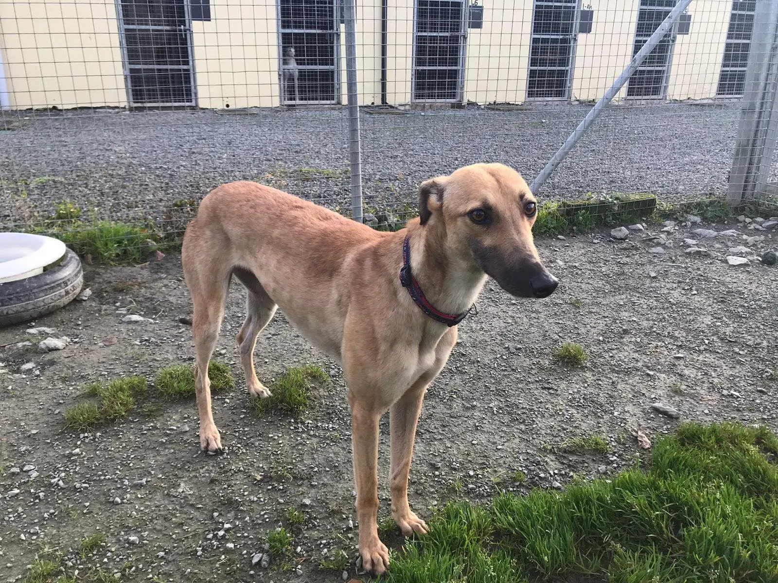 suzie adozione greyhound pet levrieri 26 2