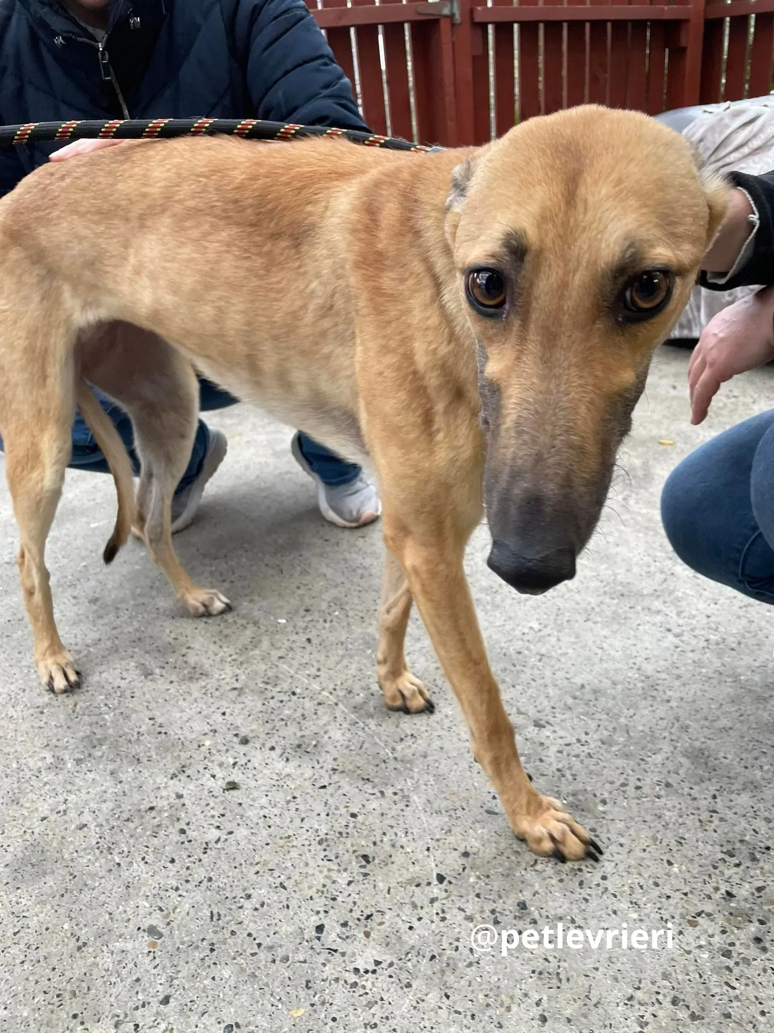 suzie adozione greyhound pet levrieri 26