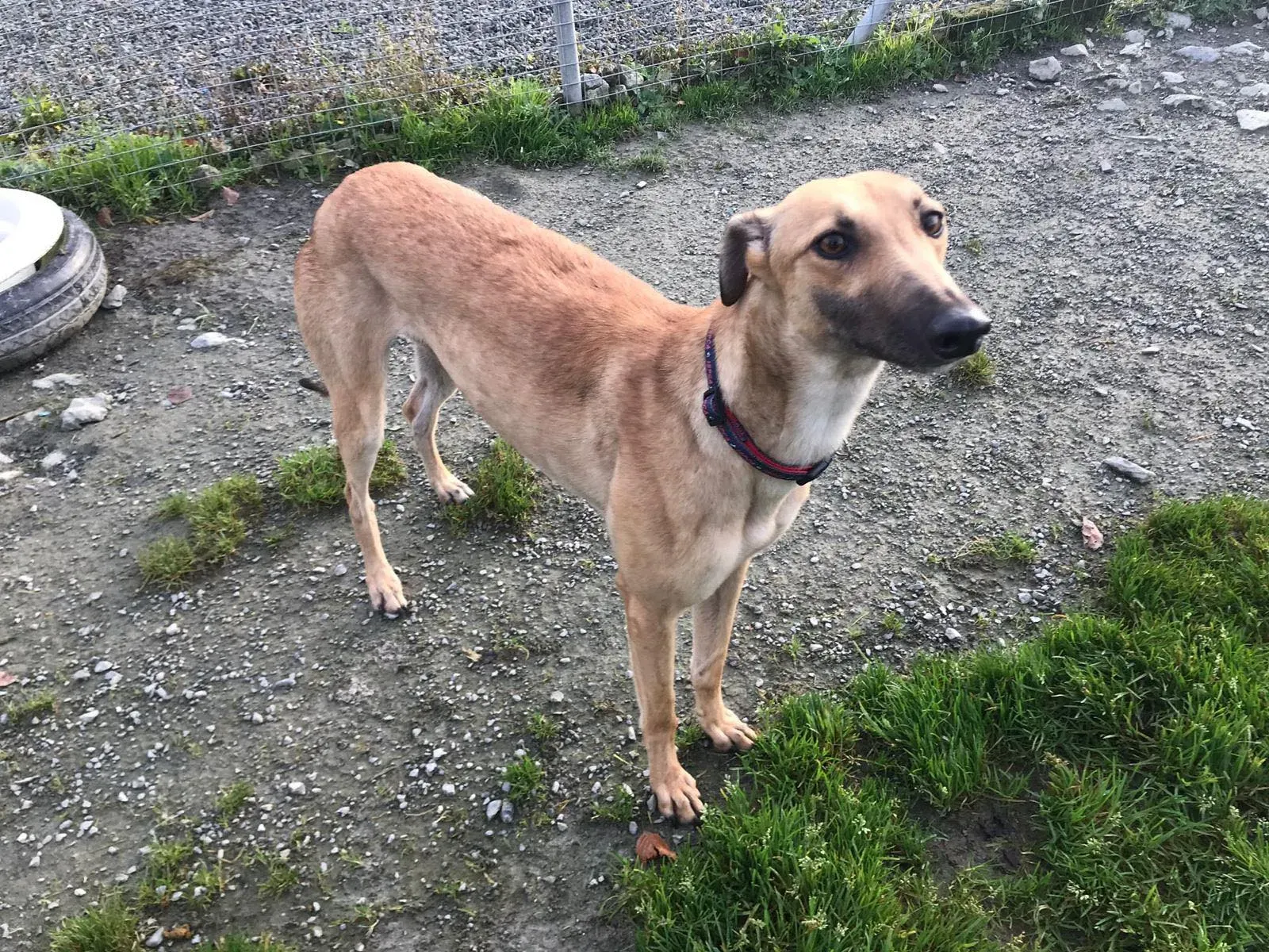 suzie adozione greyhound pet levrieri 27 1