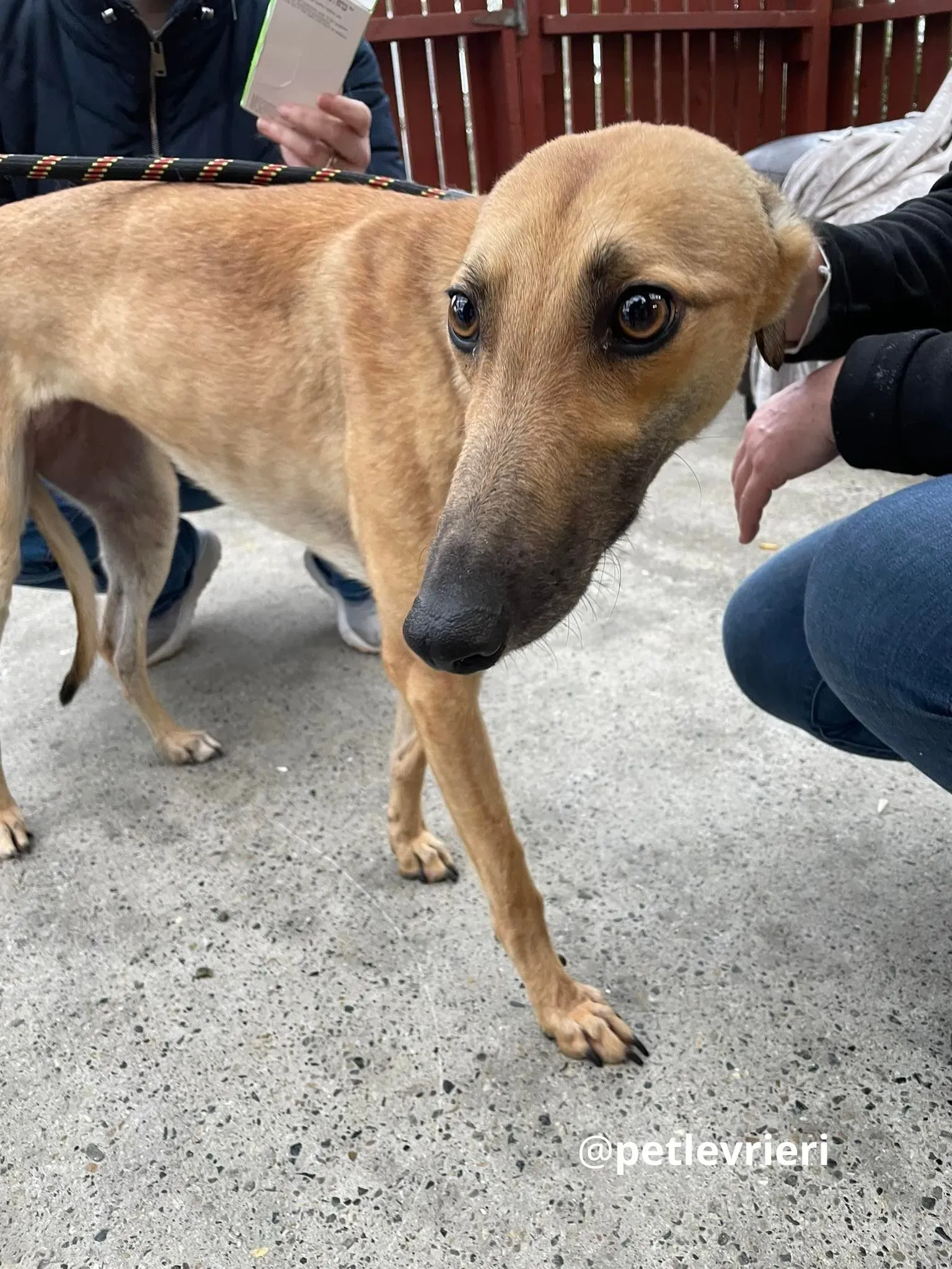suzie adozione greyhound pet levrieri 27