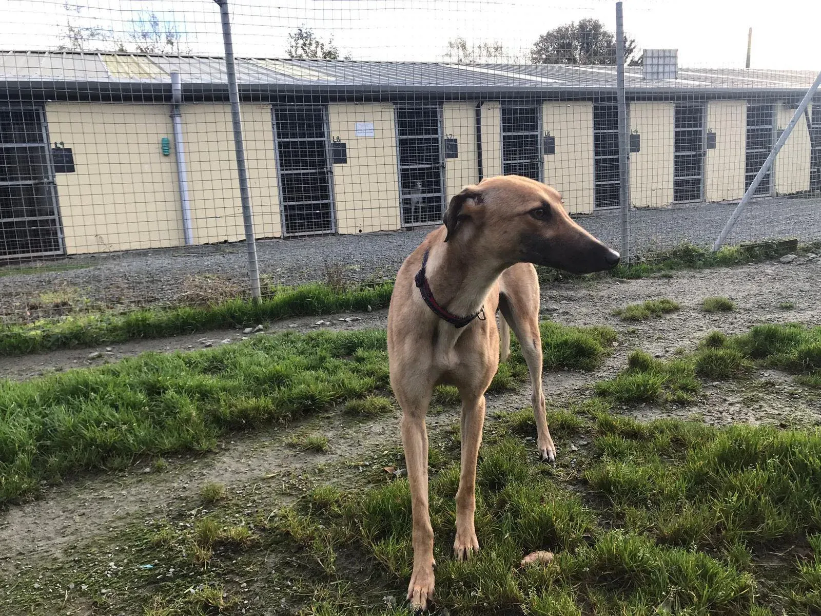 suzie adozione greyhound pet levrieri 28
