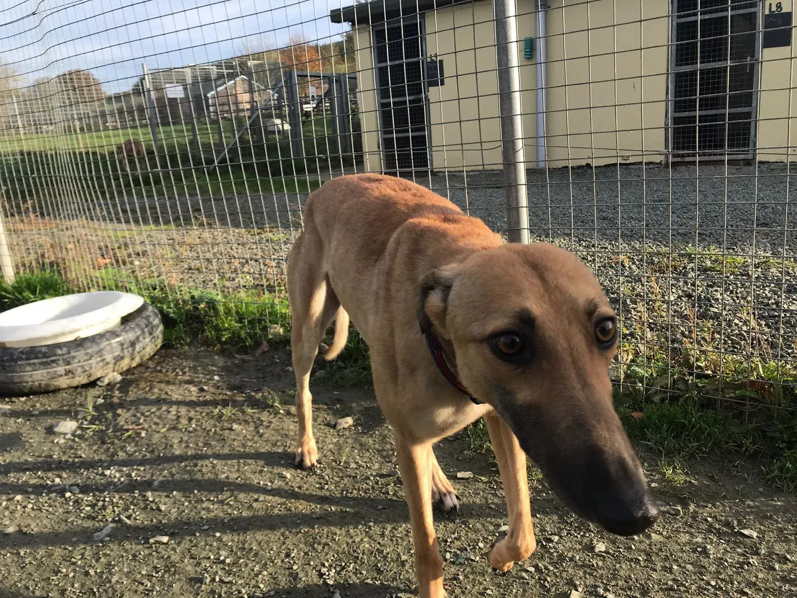 suzie adozione greyhound pet levrieri 29 2