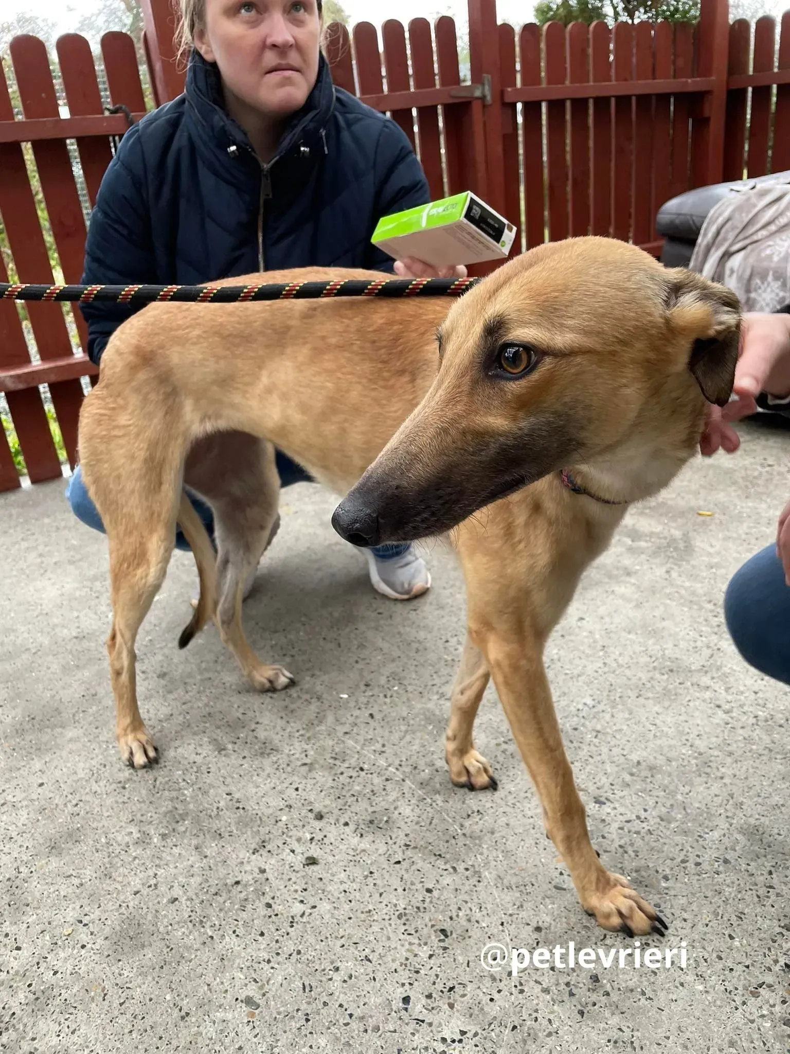 suzie adozione greyhound pet levrieri 29