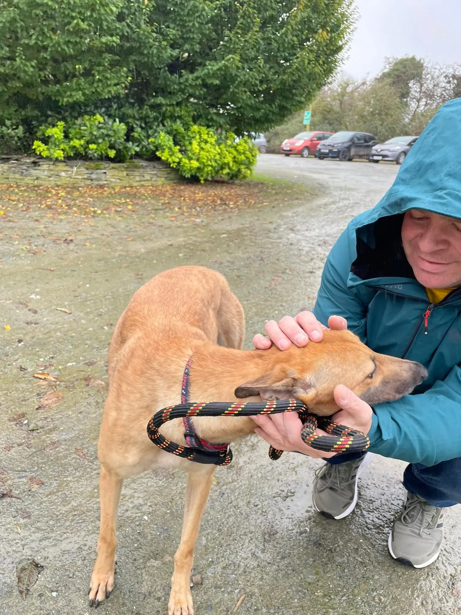 suzie adozione greyhound pet levrieri 3