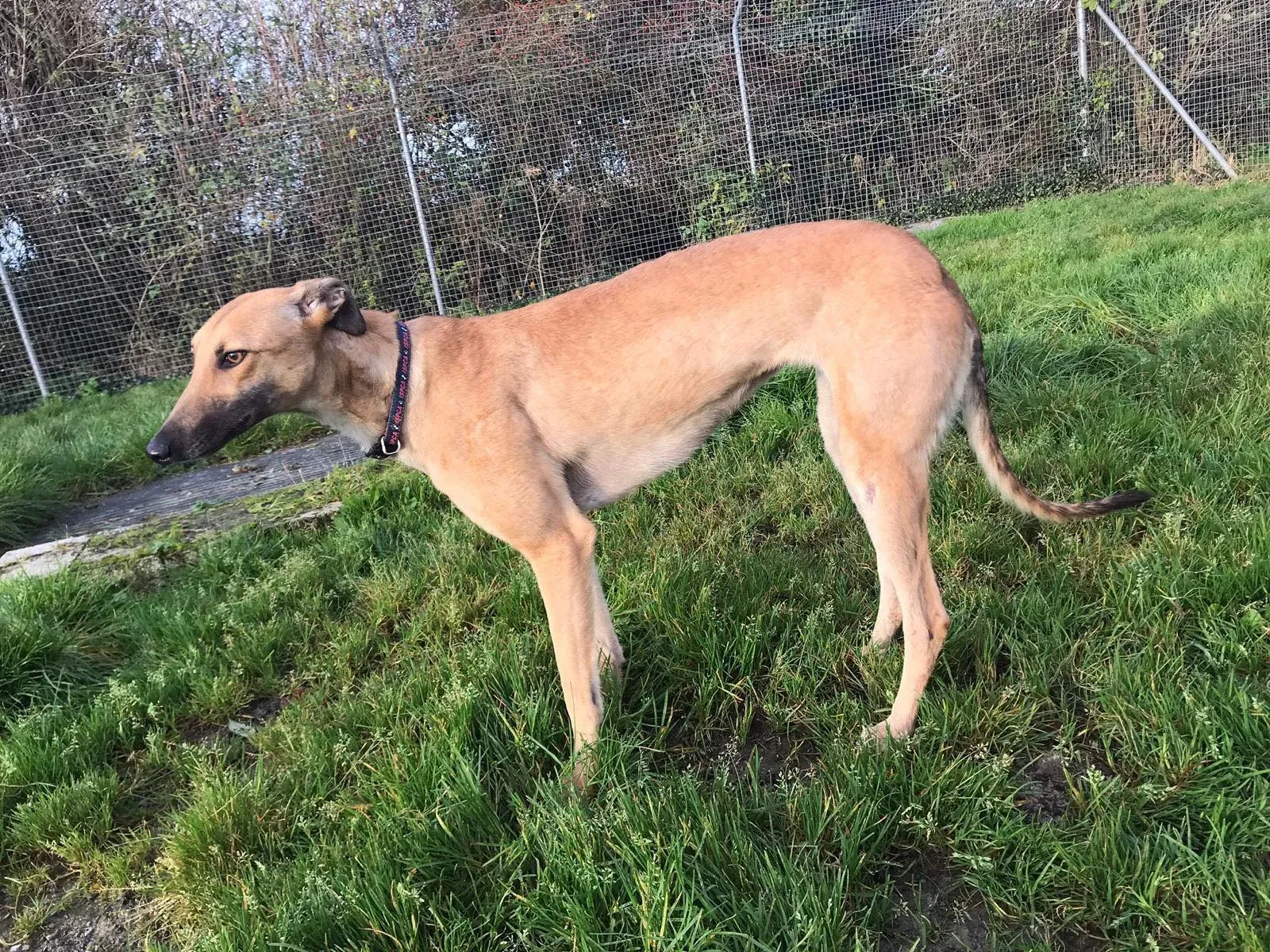 suzie adozione greyhound pet levrieri 30 1