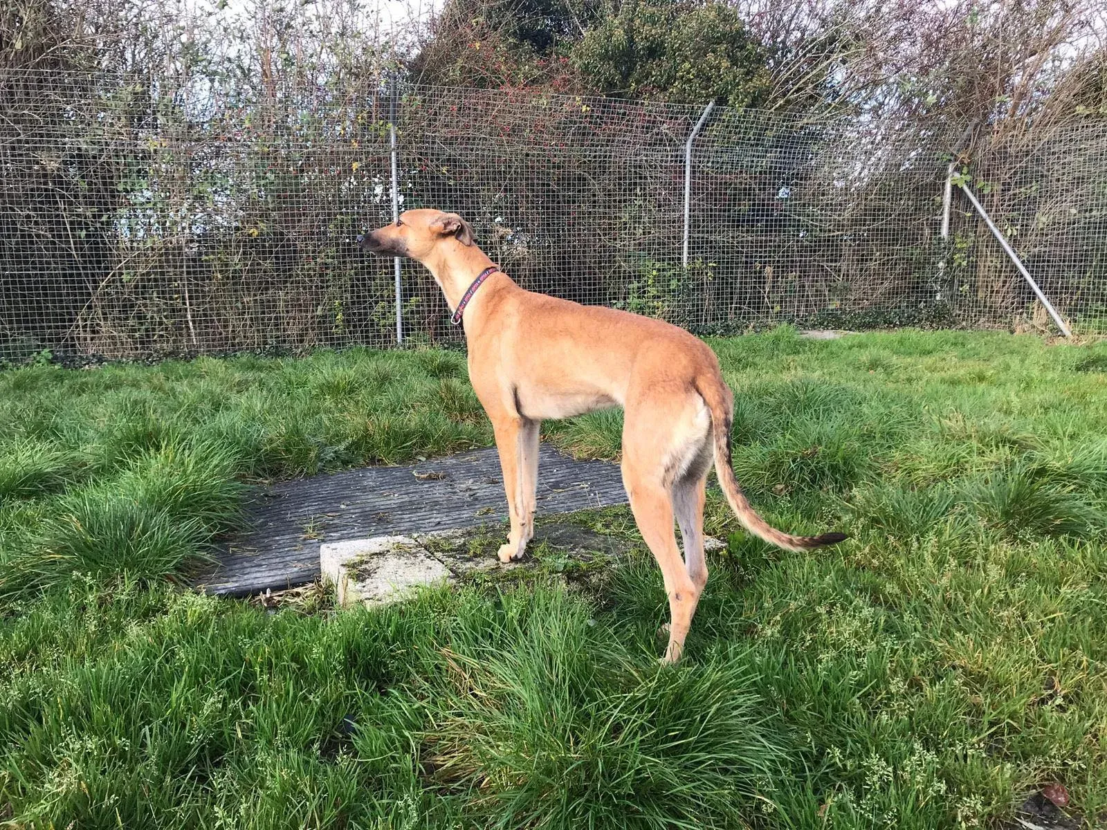 suzie adozione greyhound pet levrieri 31 1