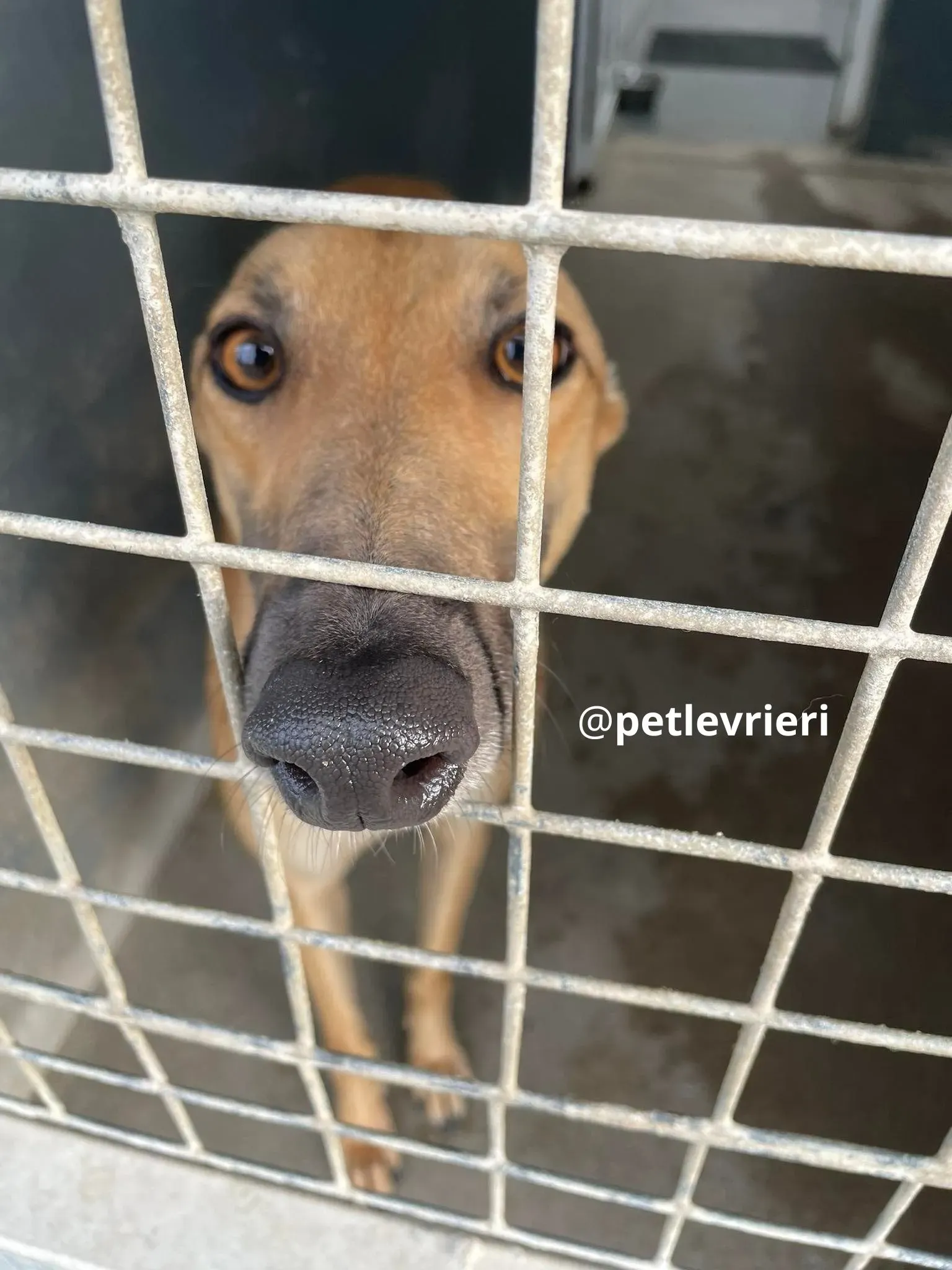 suzie adozione greyhound pet levrieri 31