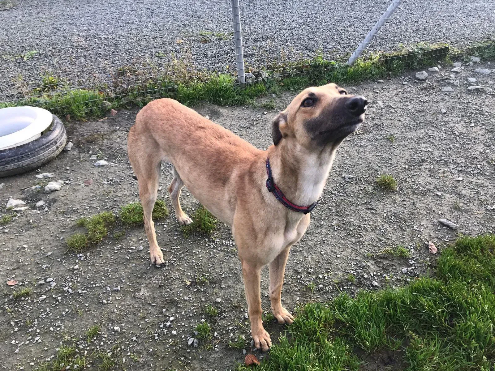 suzie adozione greyhound pet levrieri 32 1