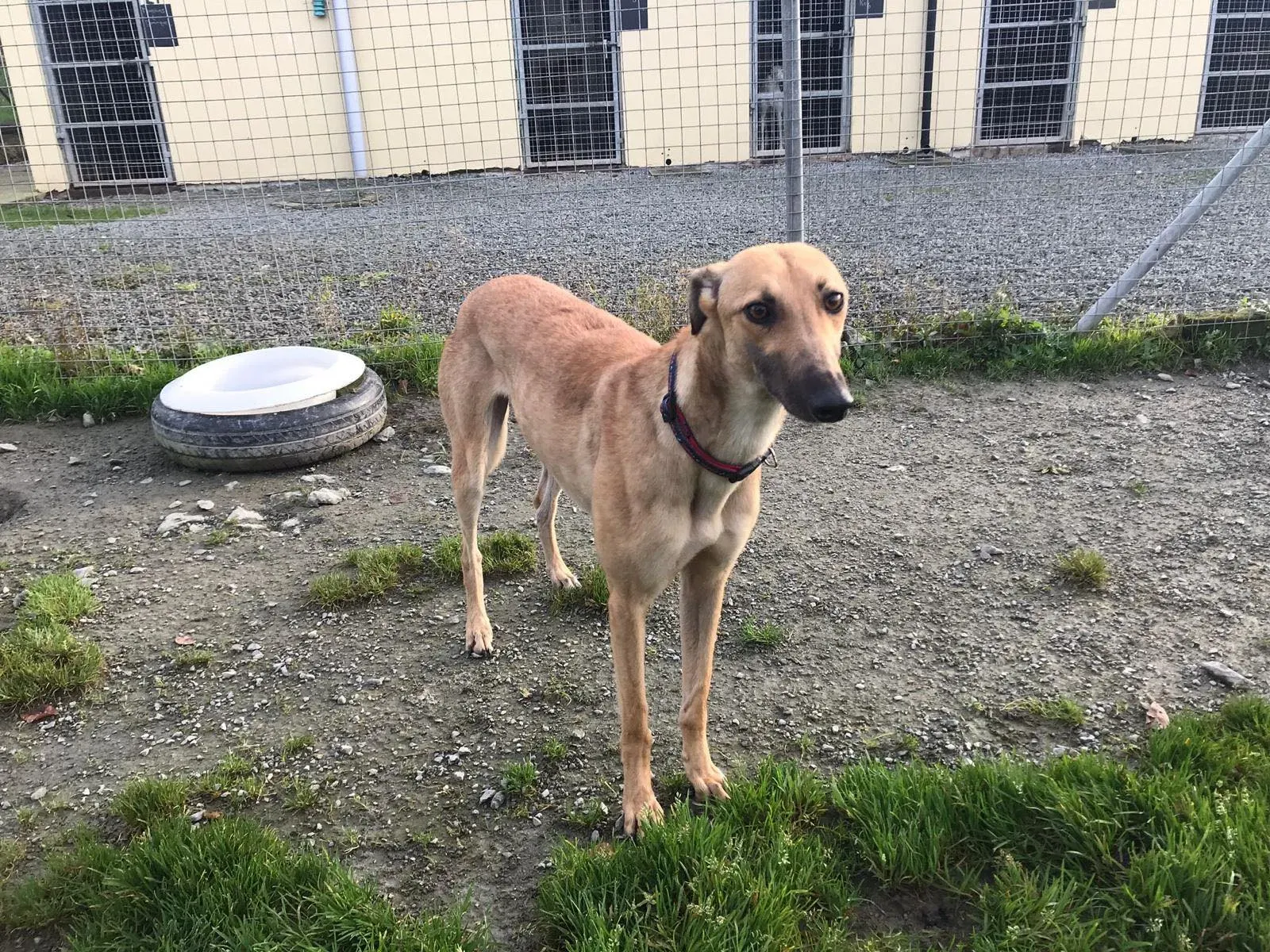 suzie adozione greyhound pet levrieri 33