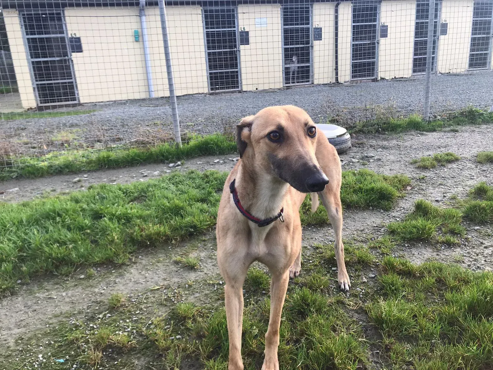 suzie adozione greyhound pet levrieri 34