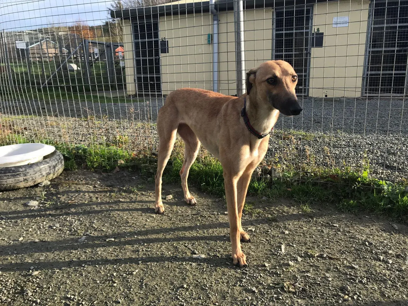 suzie adozione greyhound pet levrieri 35