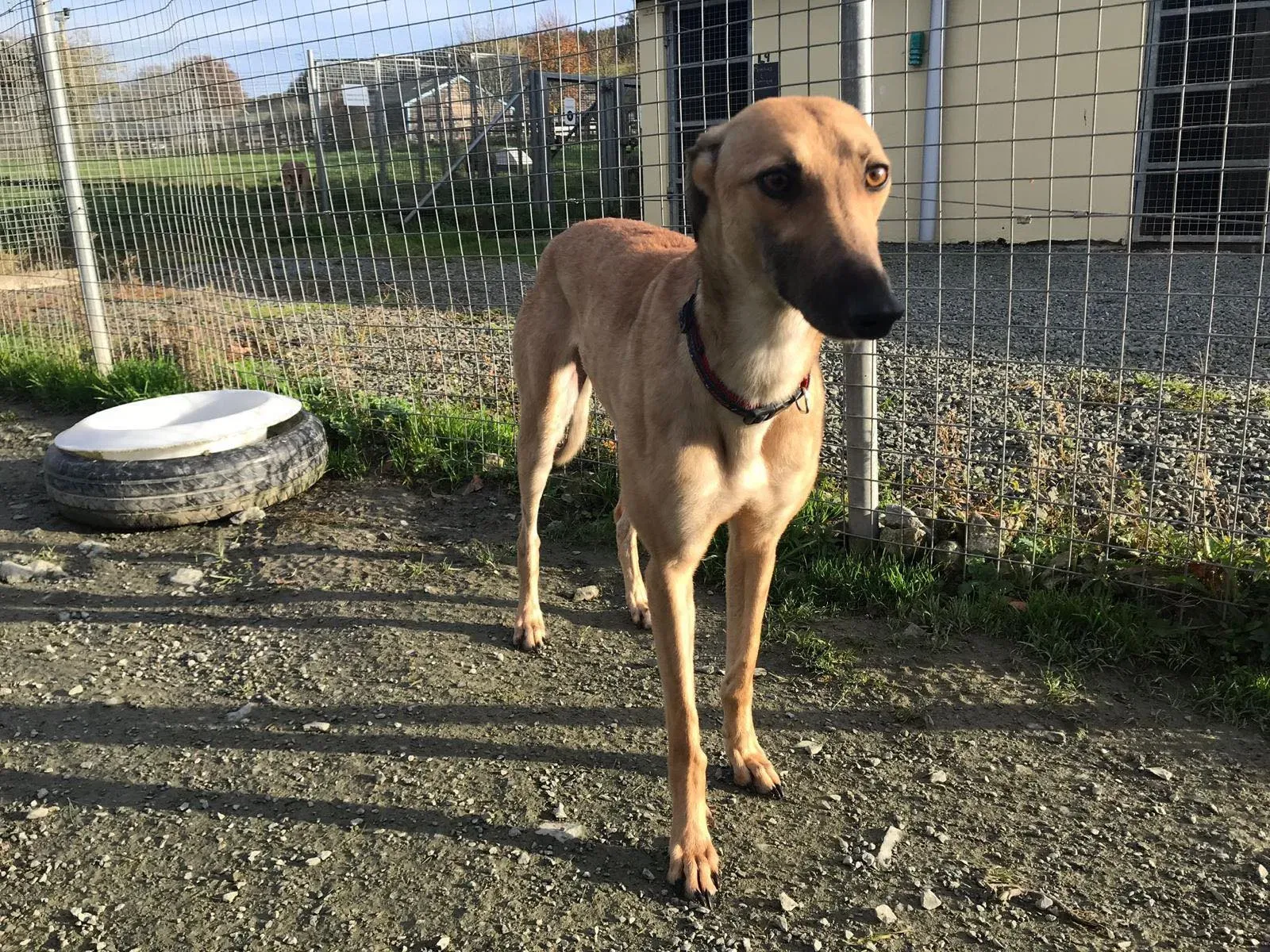 suzie adozione greyhound pet levrieri 36